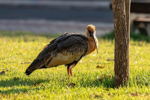 Buff necked Ibis