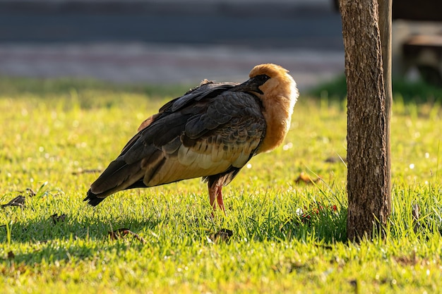 Buff necked Ibis