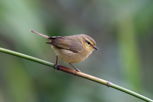 Buff-throated toutinegra Phylloscopus subaffinis bonito aves da Tailândia