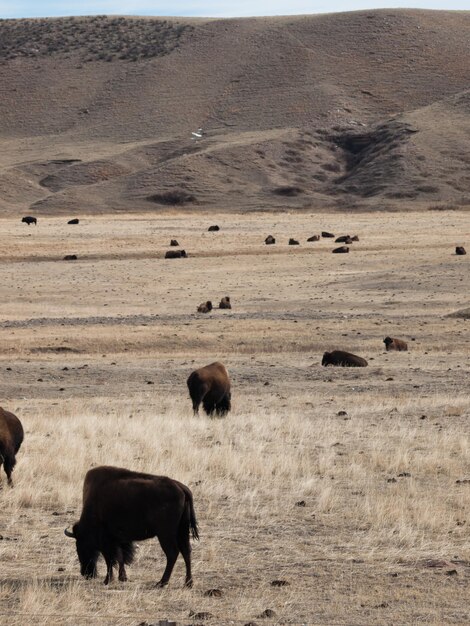 Buffalo agarrando rancho en Wyoming.