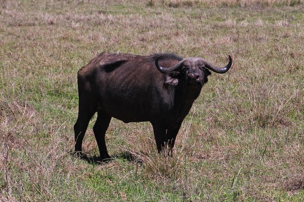 Buffalo auf Safari in Afrika