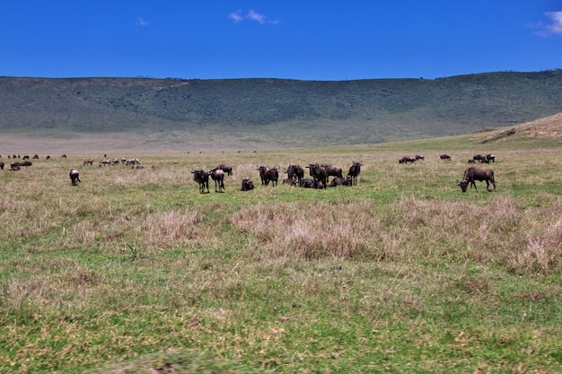 Buffalo auf Safari in Kenia und Tansania, Afrika