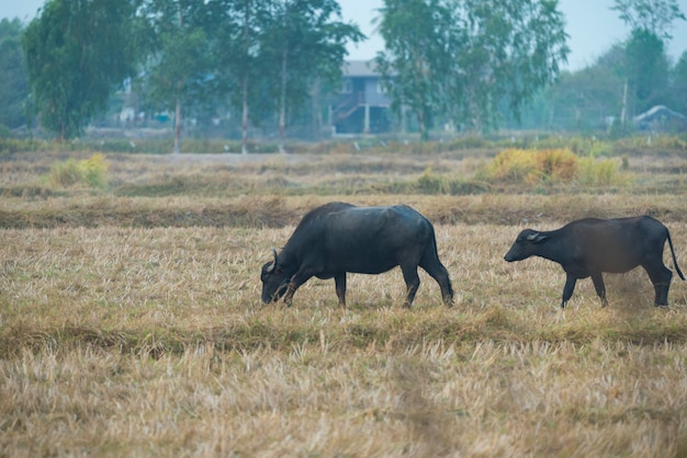 Buffalo en el campo de Tailandia