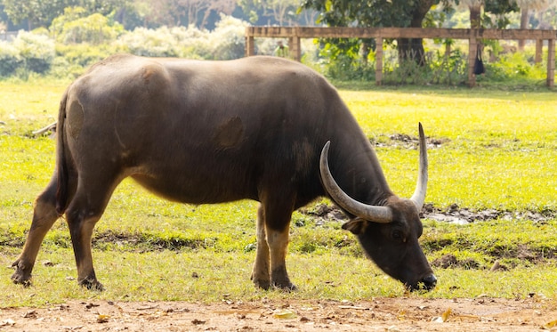 Buffalo está comiendo hierba al aire libre