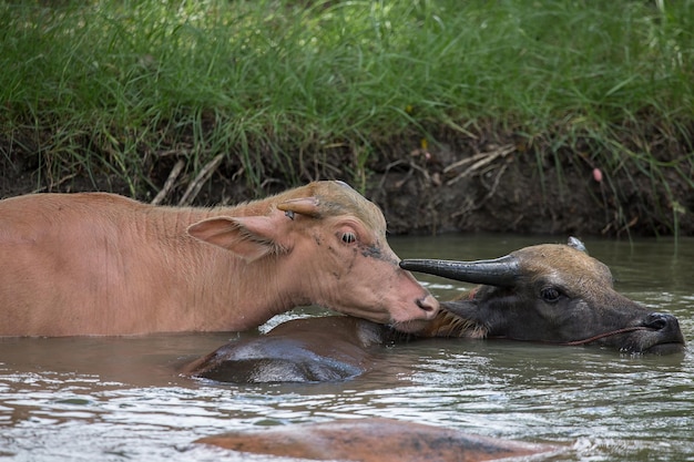 Buffalo está jugando en el agua