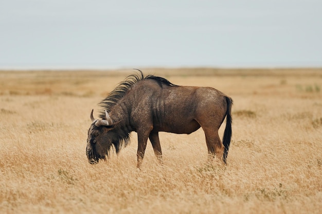 Buffalo está na vida selvagem durante o dia