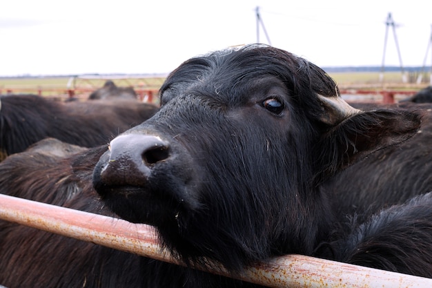 Buffalo en la granja