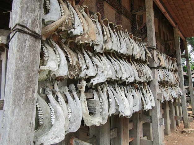 Buffalo Horns bei traditionellen Häusern in Toraja