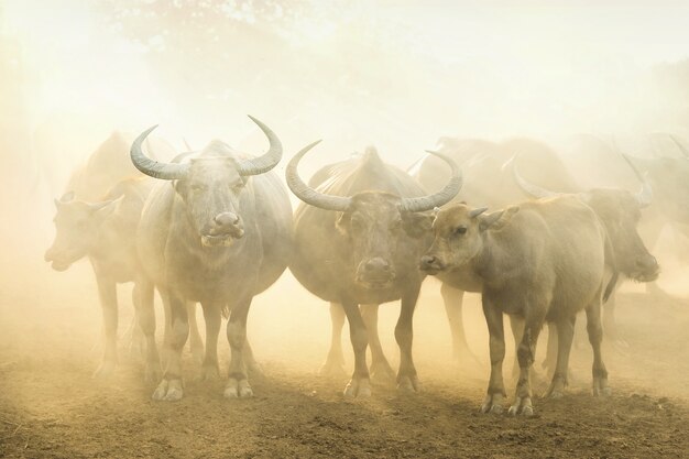 Buffalo manada en la granja