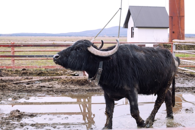 Buffalo na fazenda