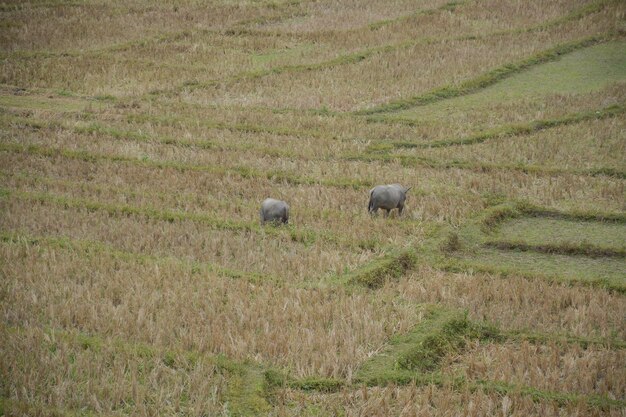 Buffalo no campo de terraços de arroz em Mae Klang Luang, Mae Chaem, Chiang Mai, Tailândia