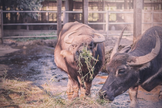 Buffalo en el paddock