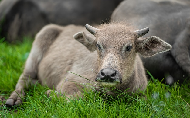 Buffalo pastoreo en pasto