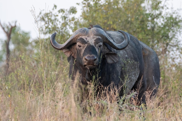 Foto buffalo-serengeti