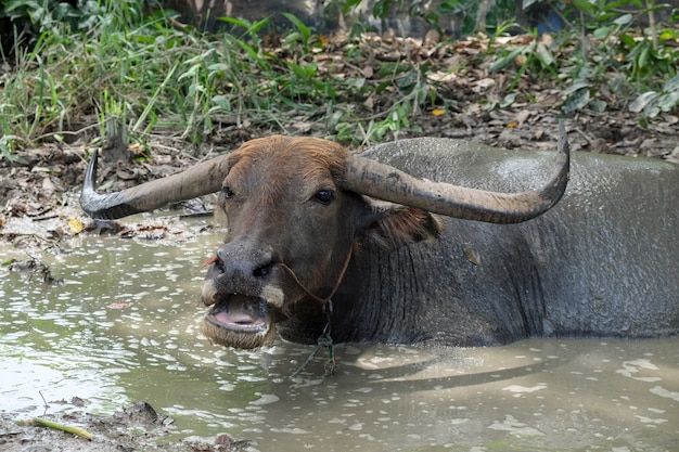 Buffalo tailandés