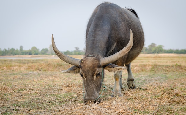 Buffalo, Tailandia, comer, pasto o césped, en, naturaleza, fondo