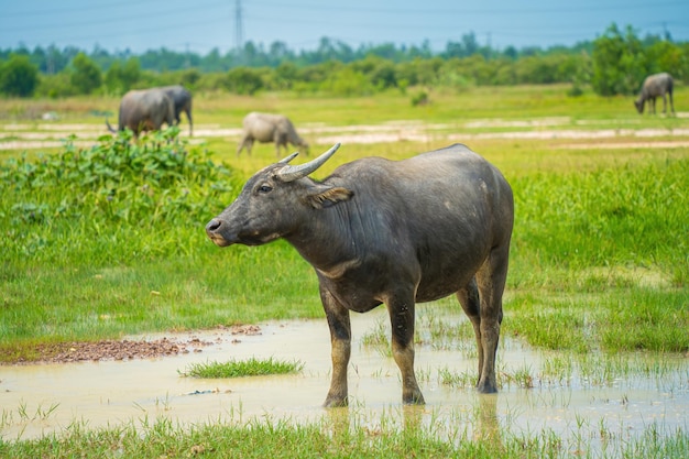 Buffalo Vietnam Long Eine Provinz, die am Flussufer mit grünem Gras steht Landschaft asiatischer Haustiere Große Tiere im Lebensraum