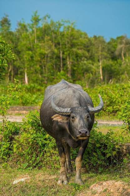 Buffalo Vietnam Long Uma província na margem do rio com grama verde Cenário de animais domésticos asiáticos Grandes animais no habitat