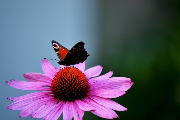 Foto buffet de mariposas