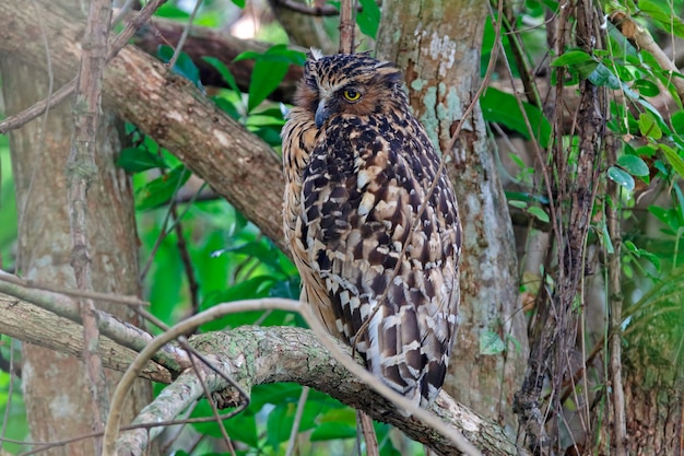 Buffy Fish-owl Ketupa ketupu Aves hermosas de Tailandia