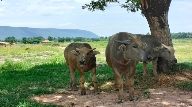 Bufón mamífero Bufones tailandeses en el campo de hierba Bufón adulto con su hijo