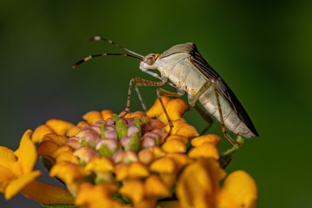 Bug adulto com pés de folha do gênero Hypselonotus em uma planta Lantana