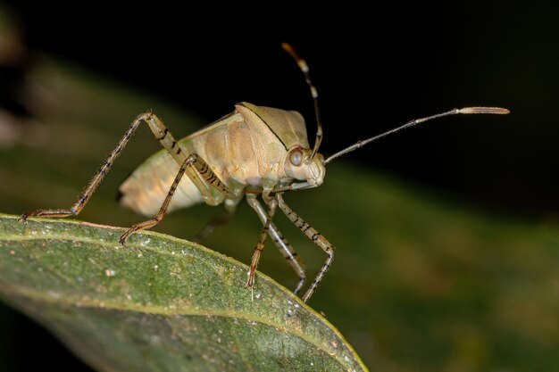 Bug adulto com pés de folha do gênero Hypselonotus