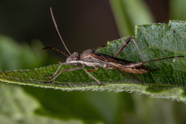 Bug adulto da espécie Neomegalotomus parvus