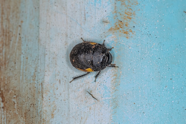 Bug de ébano adulto da família Thyreocoridae