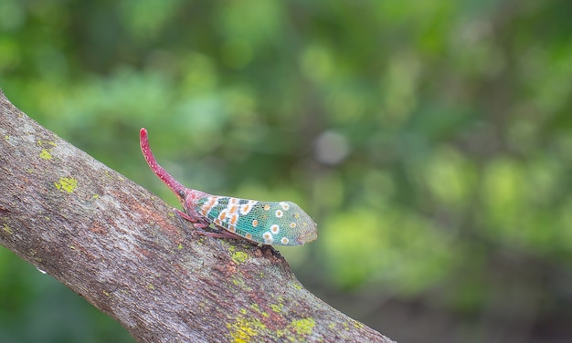 Bug de lanterna no ramo