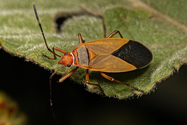 Bug de mancha de algodão adulto