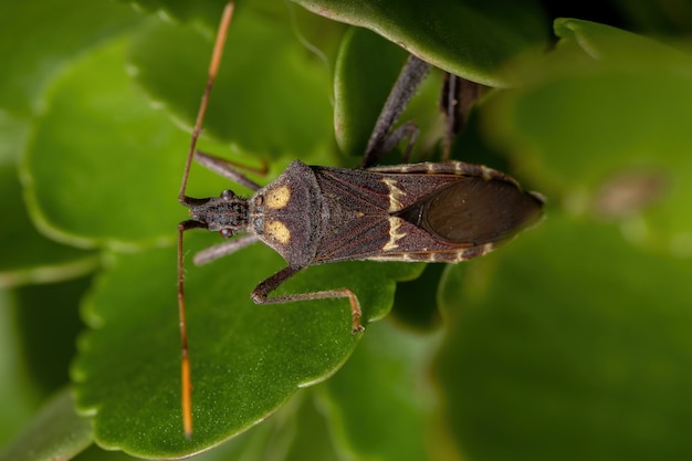 Bug de patas foliares da espécie Leptoglossus zonatus