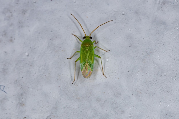 Bug de planta adulto da família miridae