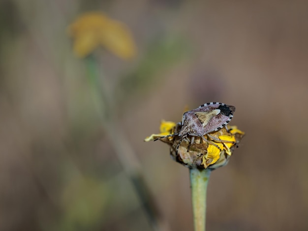 Bug do escudo em seu ambiente natural