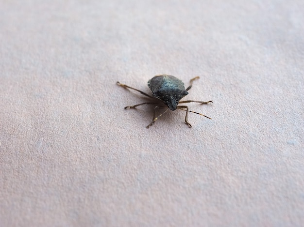 Bug do escudo verde animal da classe insecta (insetos)