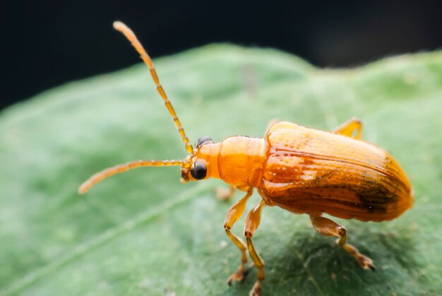 Bug está pronto para voar em busca de comida.