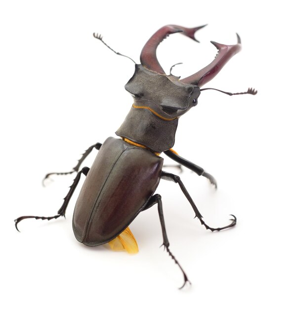 Bug Oryctes Nasicornis