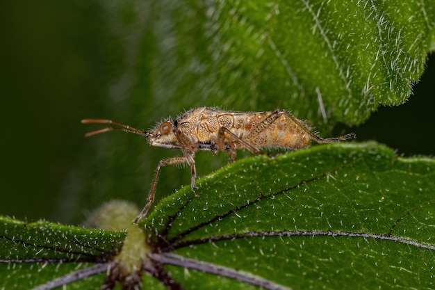 Bug Pentatomomorfo Adulto da Infraorder Pentatomomorpha