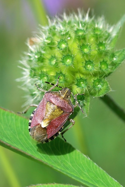 Bug Sloe em uma flor silvestre Dolycoris Baccarum