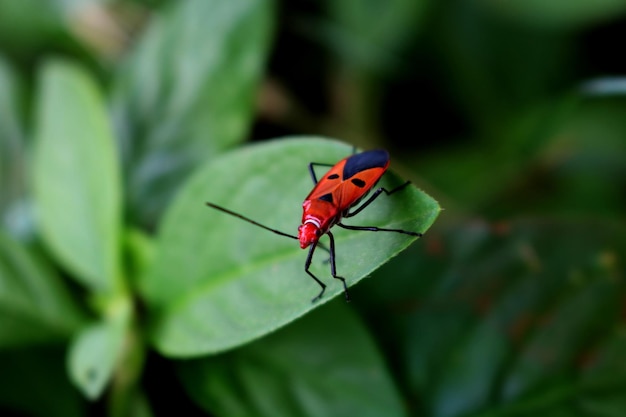 Foto bug vermelho na folha verde
