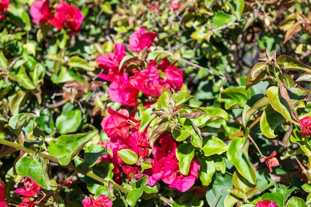 Buganvília flor arbusto planta rosa