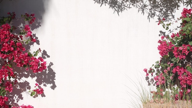 Buganvílias vermelhas carmesim flores flor floral parede branca jardim da califórnia