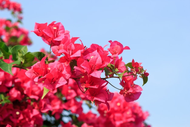 Buganvilla rosada Glabra Choisy flor con hojas Bella flor de papel vintage en el jardín