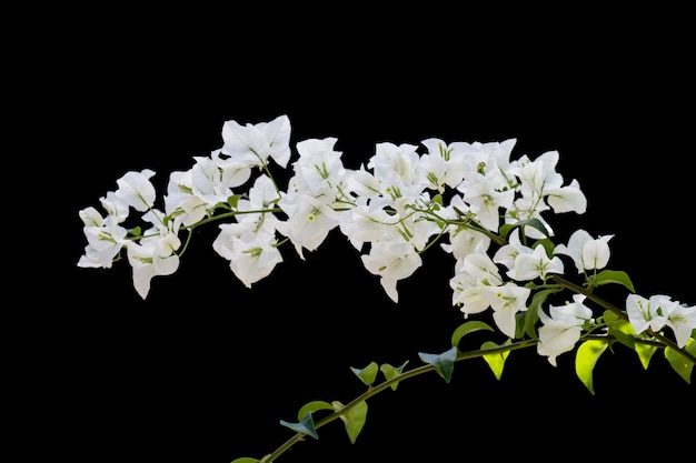 Buganvillas aisladas sobre fondo negro. Flor de papel