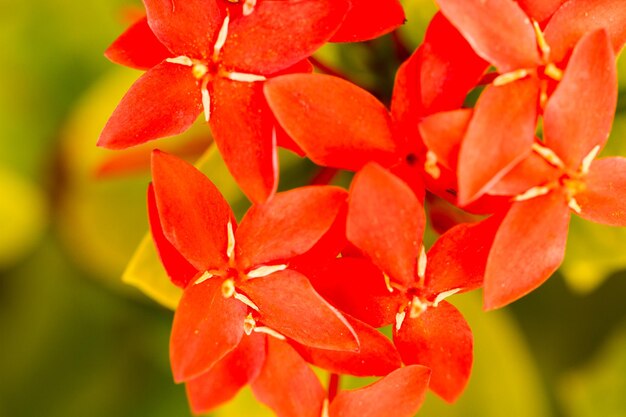 Foto buganvillas en flor en los trópicos.