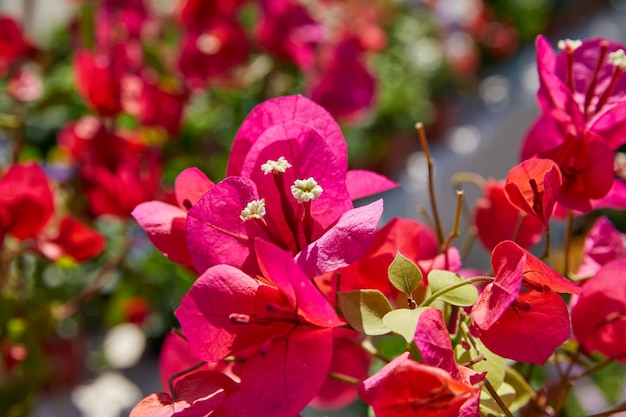 Buganvillas flores rosas en el mediterráneo.