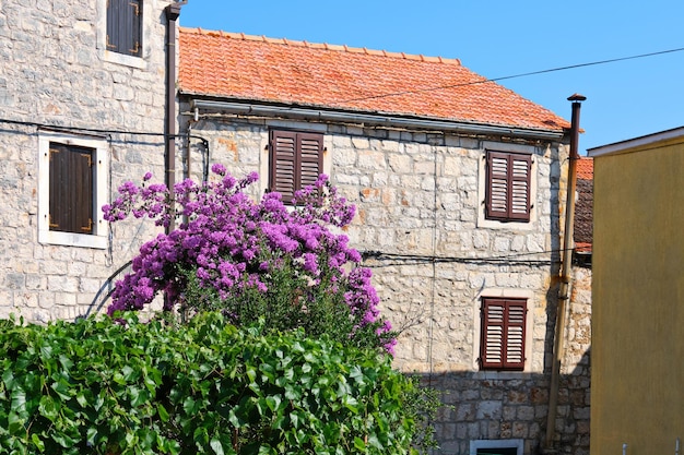 Bugenwilla por casa antigua inf Vrboska village, isla de Hvar, Dalmacia, Croacia, Europa