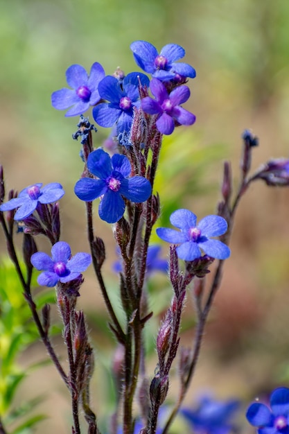 Bugloss italiano