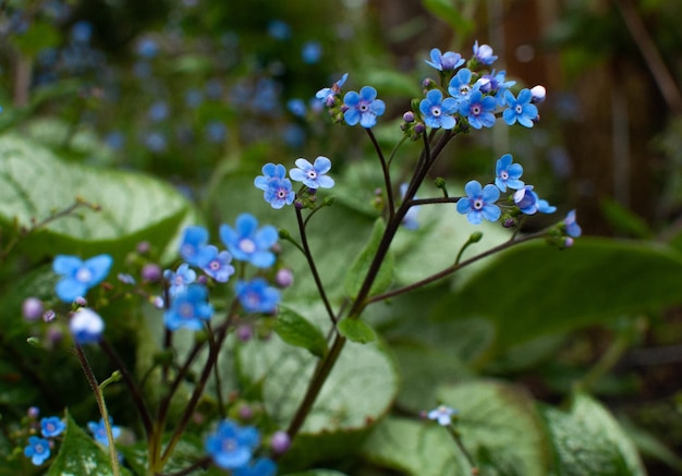 Bugloss siberiano brunnera macrophylla cerca de la cabeza de la flor