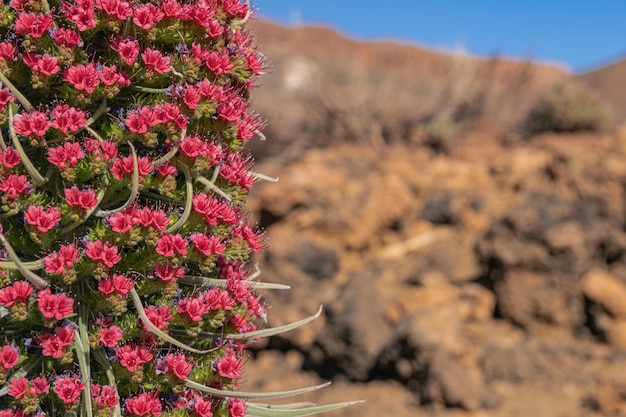 Bugloss del Teide (Echium wildpretii), floreciendo